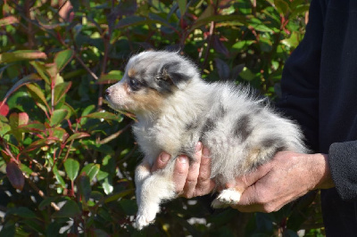 Femelle 2 - Bleu merle aux yeux vairons - Moka