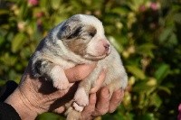 Chiot Elevage Du Domaine De Keravel Eleveur De Chiens Berger Australien