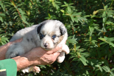 Femelle 1 - Bleu merle aux yeux bleus - Tara Blue