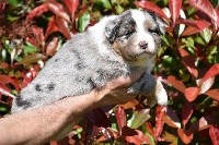 Femelle 3 - Bleu merle - Sunshine Lyli