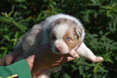 Femelle 2 - Rouge merle aux yeux bleus - Taylor