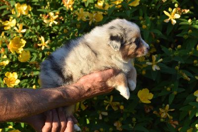 Mâle 2 - Bleu merle yeux particolores - Ubby