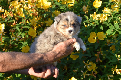 Femelle 1 - Bleu merle - United Utah