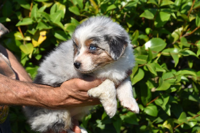 Femelle 2 - Bleu merle yeux bleus - Tyblue