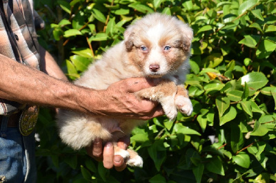 Mâle 2 - Rouge merle yeux bleus - Tigrac