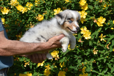 Femelle 2 - Bleu merle yeux particolores - Una