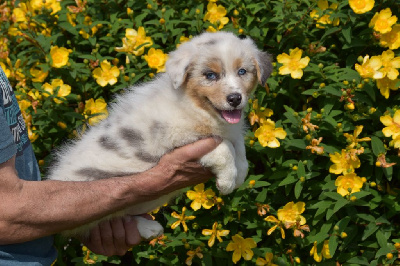 Femelle 1 - Bleu merle yeux bleus - Une Scarlette