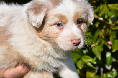 Mâle 4 - Rouge merle yeux bleus - Uryo Stark