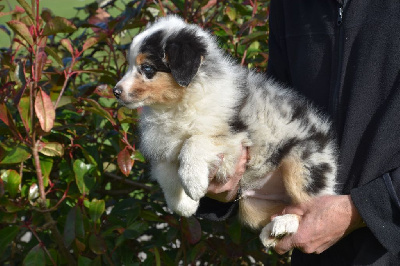 Mâle 1 - Bleu merle aux yeux vairons - Ulysse