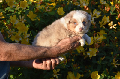 Mâle 3 - Rouge merle yeux bleus - U Archie