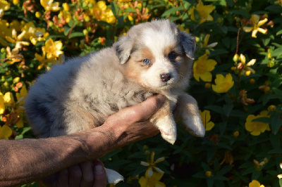 Mâle 1 - Bleu merle YP - United Denver