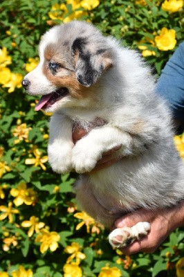 Mâle 1 - Bleu merle yeux bleus - Usko