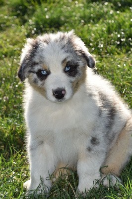 Mâle 1 - Bleu merle - Toullan