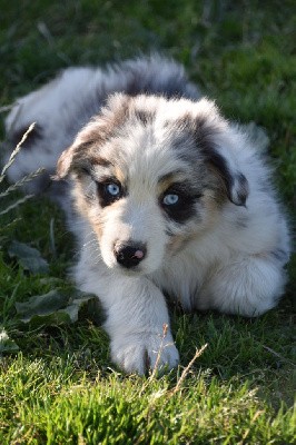 Mâle 1 - Bleu merle - Toullan