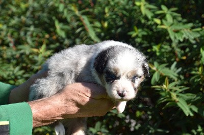 Femelle 1 - Bleu merle aux yeux bleus - Tara Blue