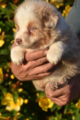 Mâle 3 - Rouge merle yeux bleus - U Archie