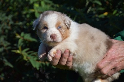 Femelle 2 - Rouge merle aux yeux bleus - Taylor