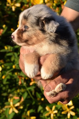 Mâle 2 - Bleu merle yeux particolores - Ubby