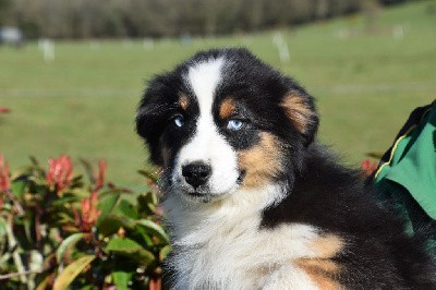 Femelle 1 - Noire tricolore yeux bleus - Tima