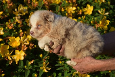 Mâle 3 - Rouge merle yeux bleus - U Archie