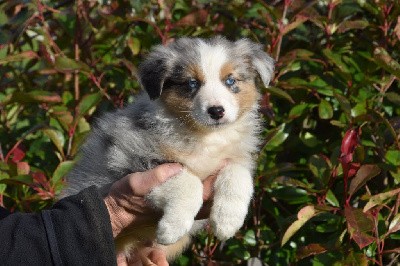 Mâle 2 - Bleu merle aux yeux bleus - Utah D