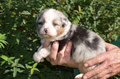 Mâle 1 - Bleu merle aux yeux bleus - Togo