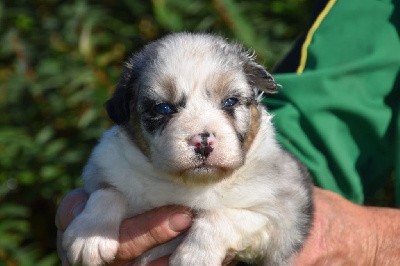 Femelle 1 - Bleu merle aux yeux bleus - Tara Blue