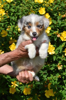 Femelle 2 - Bleu merle yeux particolores - Una