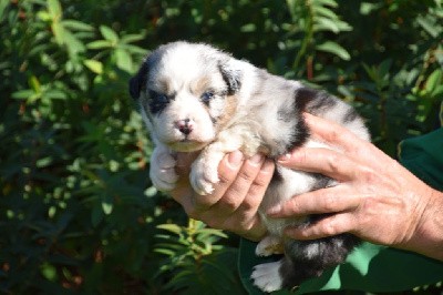 Femelle 1 - Bleu merle aux yeux bleus - Tara Blue