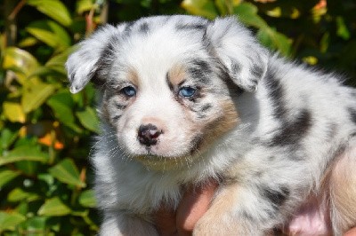 Mâle 5 - Bleu merle yeux bleus - Usco