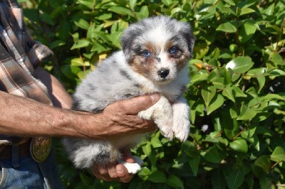 Femelle 2 - Bleu merle yeux bleus - Tyblue