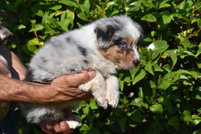 Femelle 2 - Bleu merle yeux bleus - Tyblue