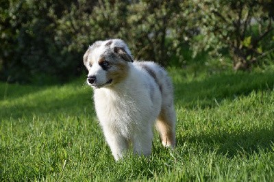 Mâle 4 - Bleu merle - Tiago