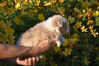 Mâle 3 - Rouge merle yeux bleus - U Archie