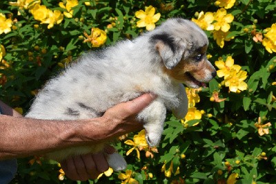 Femelle 2 - Bleu merle yeux particolores - Una