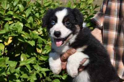 Femelle 1 - Noir tricolore yeux vairons - Tuckie