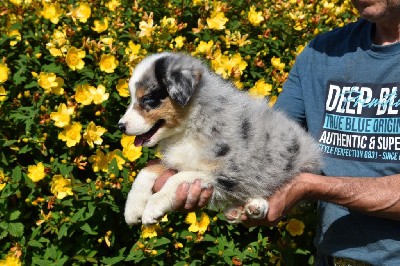 Mâle 2 - Bleu merle yeux bleus - Undy