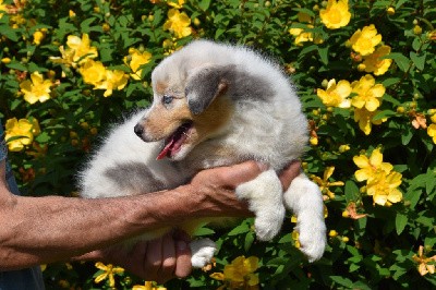 Femelle 1 - Bleu merle yeux bleus - Une Scarlette