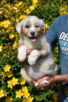 Femelle 1 - Bleu merle yeux bleus - Une Scarlette