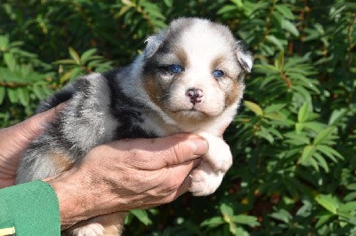 Mâle 1 - Bleu merle aux yeux bleus - Togo