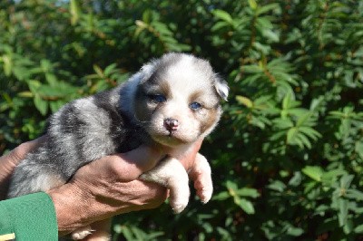 Mâle 1 - Bleu merle aux yeux bleus - Togo