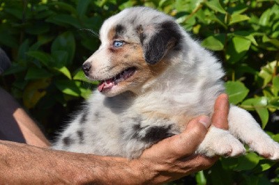 Femelle 2 - Bleu merle YB - Tennessee