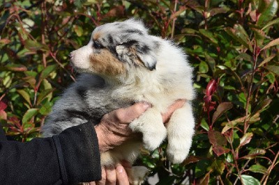 Femelle 1 - Bleu merle aux yeux noisettes - Unik