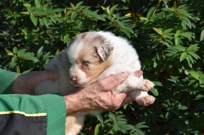 Femelle 2 - Rouge merle aux yeux bleus - Taylor