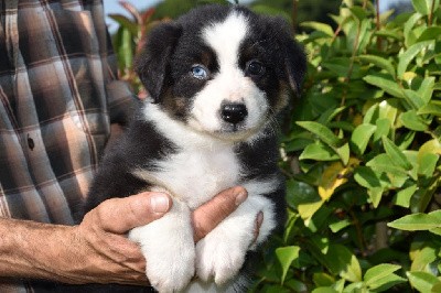 Femelle 1 - Noir tricolore yeux vairons - Tuckie