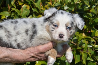 Mâle 5 - Bleu merle yeux bleus - Usco