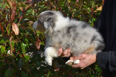 Mâle 2 - Bleu merle aux yeux bleus - Utah D