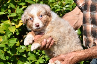 Mâle 2 - Rouge merle yeux bleus - Tigrac