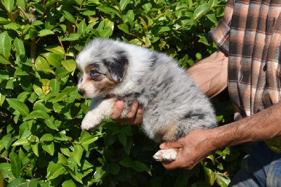 Femelle 2 - Bleu merle yeux bleus - Tyblue