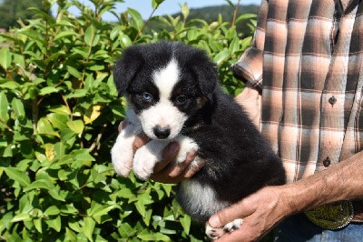 Femelle 1 - Noir tricolore yeux vairons - Tuckie